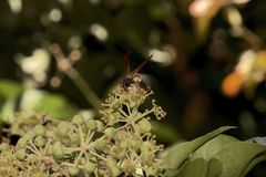 Belonogaster lateritia, eine "paper wasp" aus Südafrika, ...