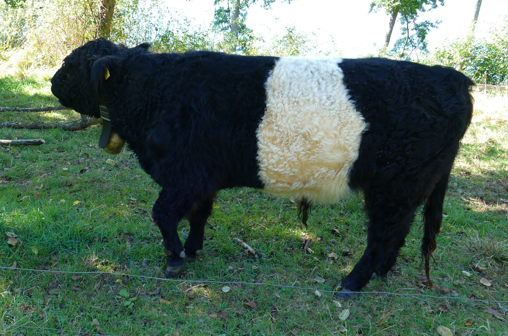 belted galloway