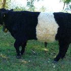 belted galloway