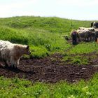 Belted Galloway