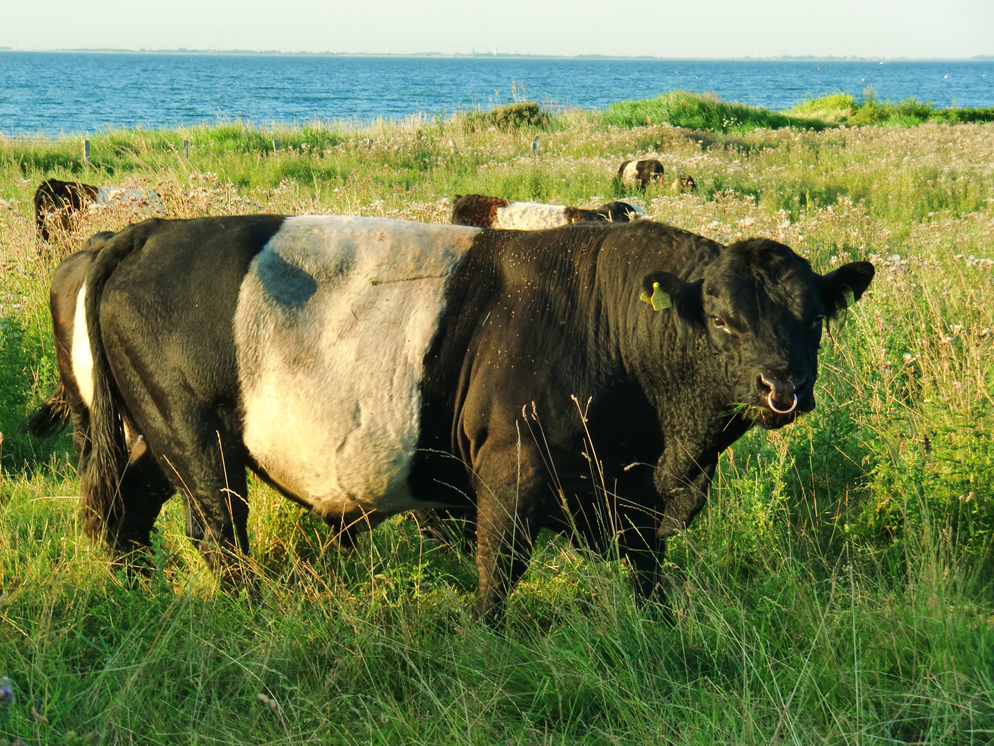 Belted Galloway Bulle an der Ostsee