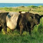 Belted Galloway Bulle an der Ostsee