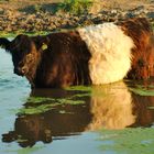 Belted Galloway gönnt sich eine Abkühlung