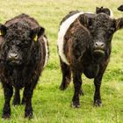 Belted Galloways