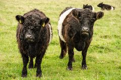 Belted Galloways