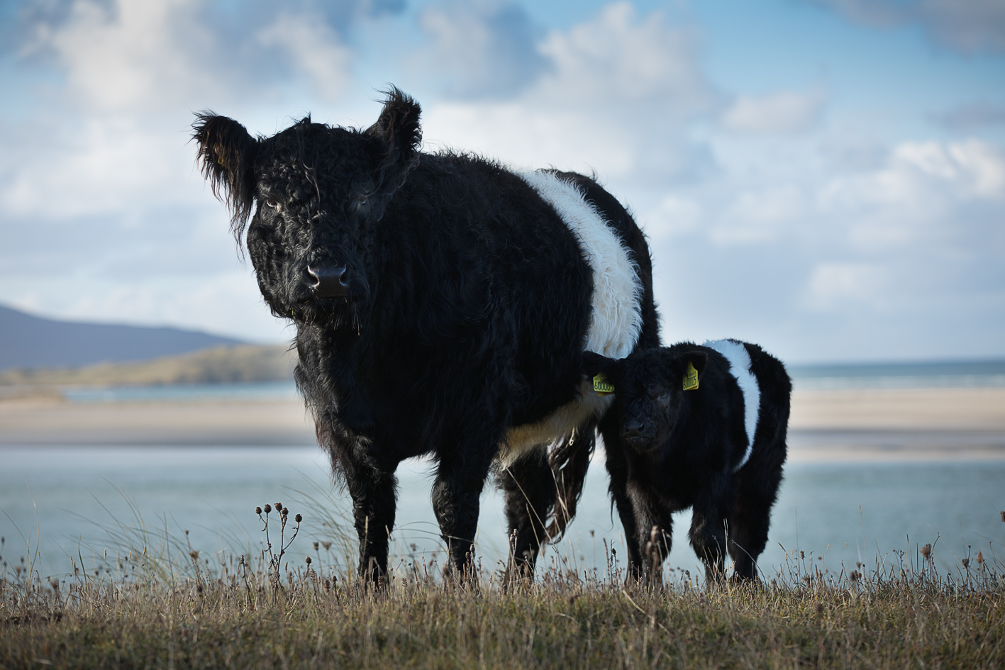 Belted Galloways: Mutter & Kalb