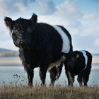 Belted Galloways: Mutter & Kalb