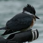 Belted Kingfischer (Gürtelfischer Eisvogel)