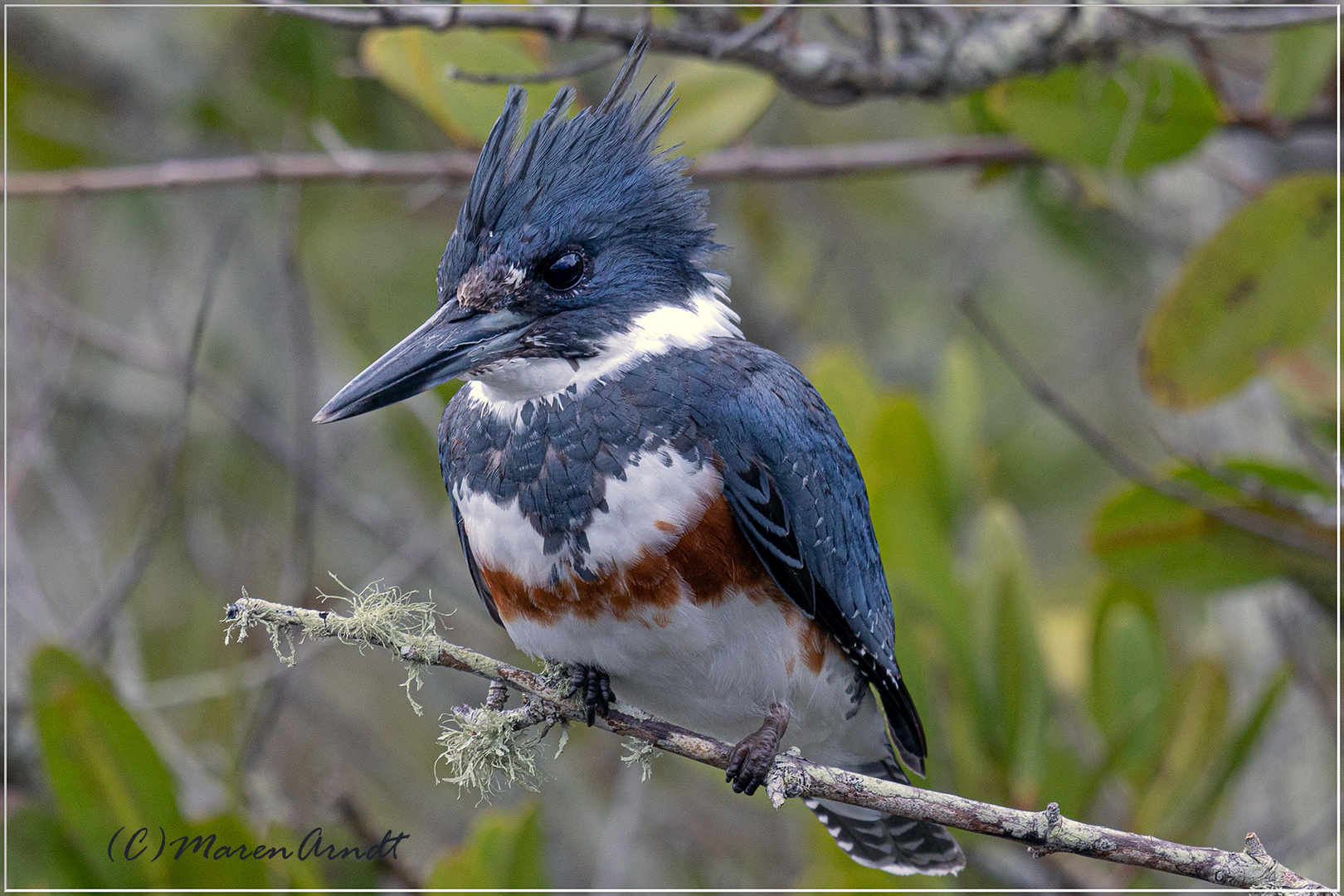 Belted Kingfisher