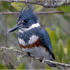 Belted Kingfisher