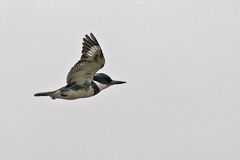 Belted Kingfisher