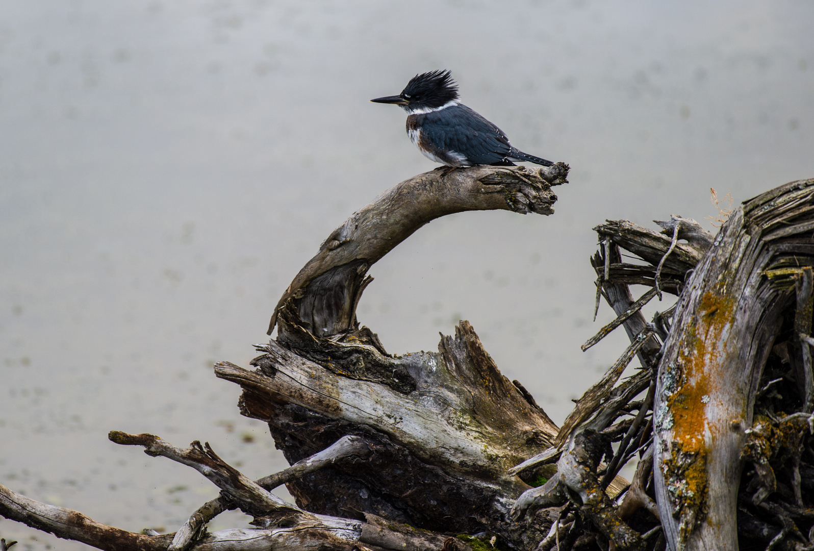 Belted Kingfisher   DSC_0507