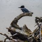 Belted Kingfisher   DSC_0507