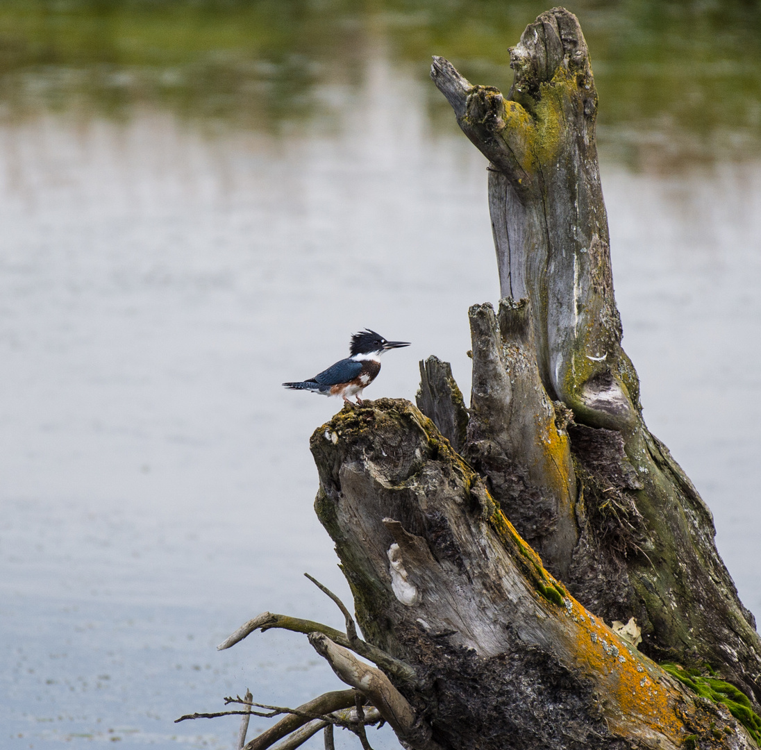 Belted Kingfisher    DSC_0527