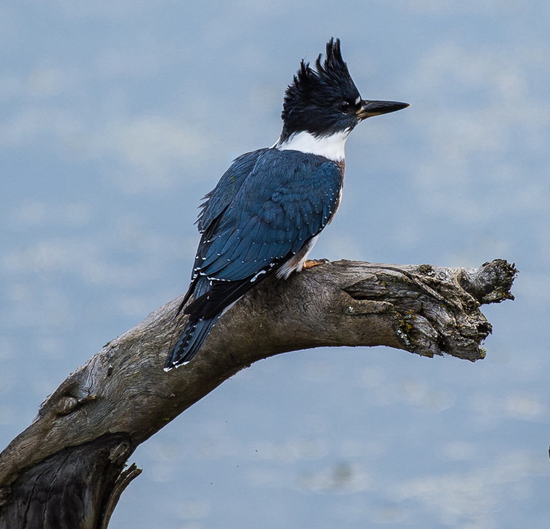 Belted Kingfisher     DSC_0532