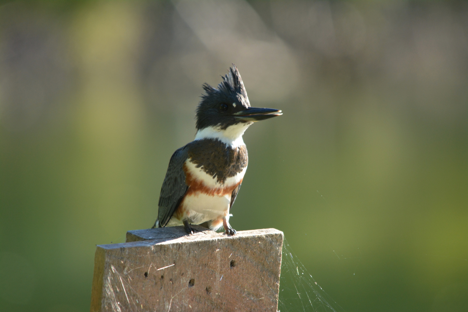 Belted Kingfisher I