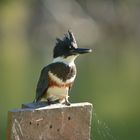 Belted Kingfisher I