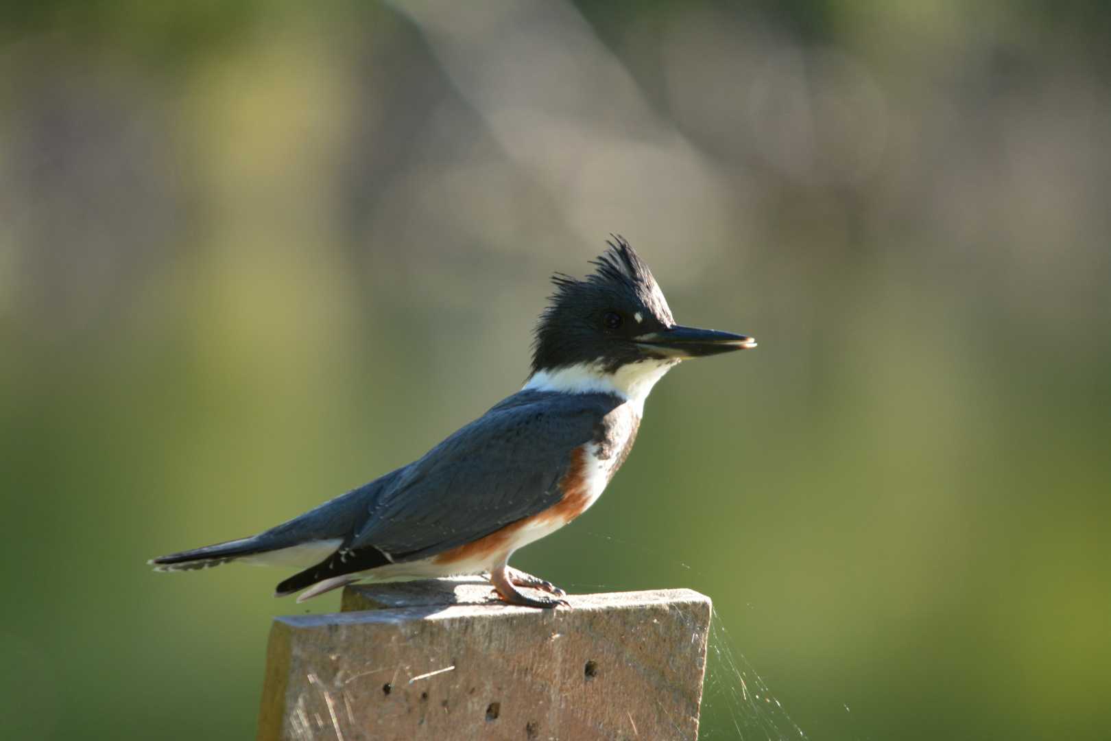 Belted Kingfisher II