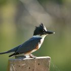 Belted Kingfisher II