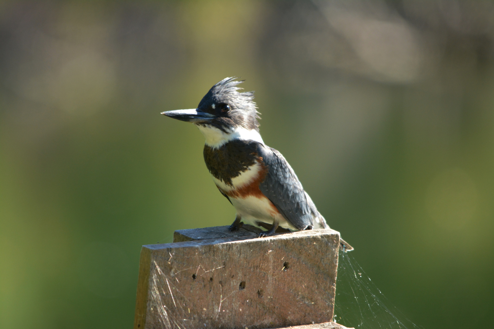 Belted Kingfisher III