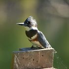 Belted Kingfisher III