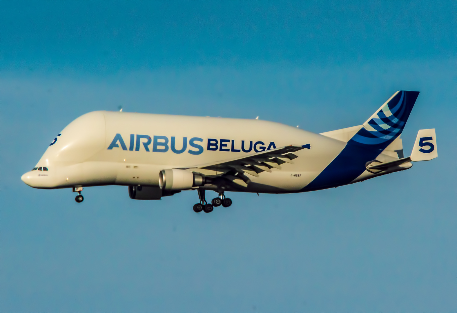 beluga