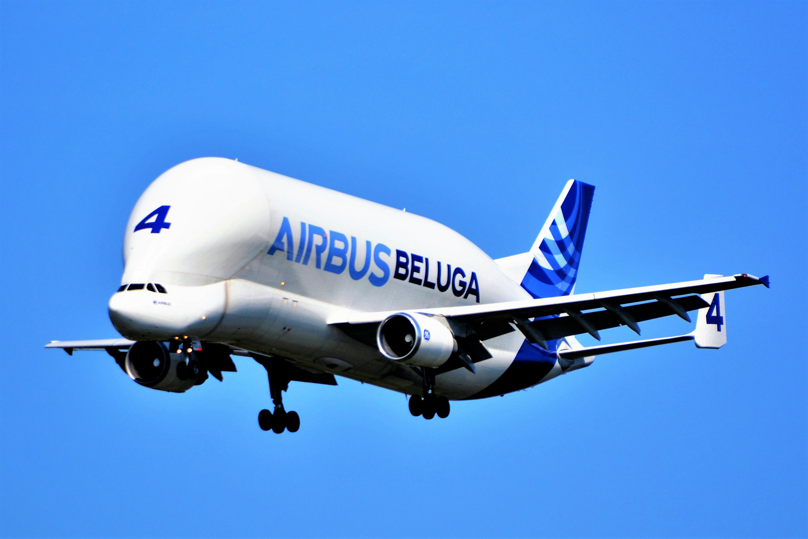 BELUGA 4 Foto & Bild fotos, nikon, world Bilder auf