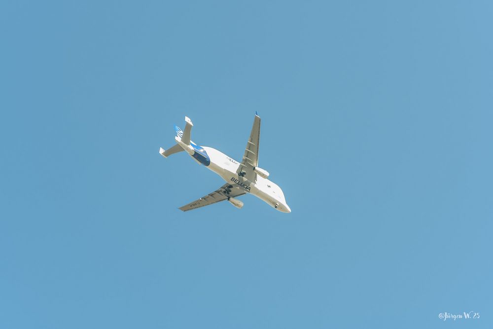 Beluga