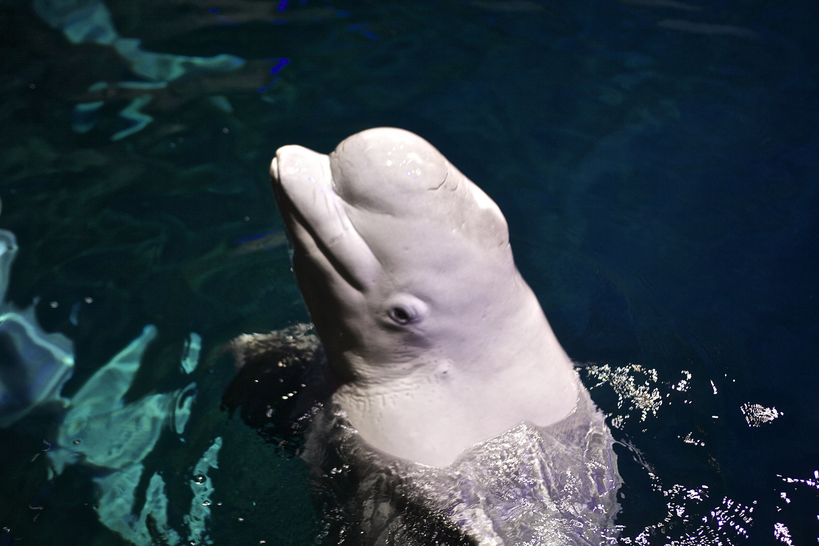 Beluga