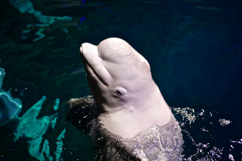 Beluga