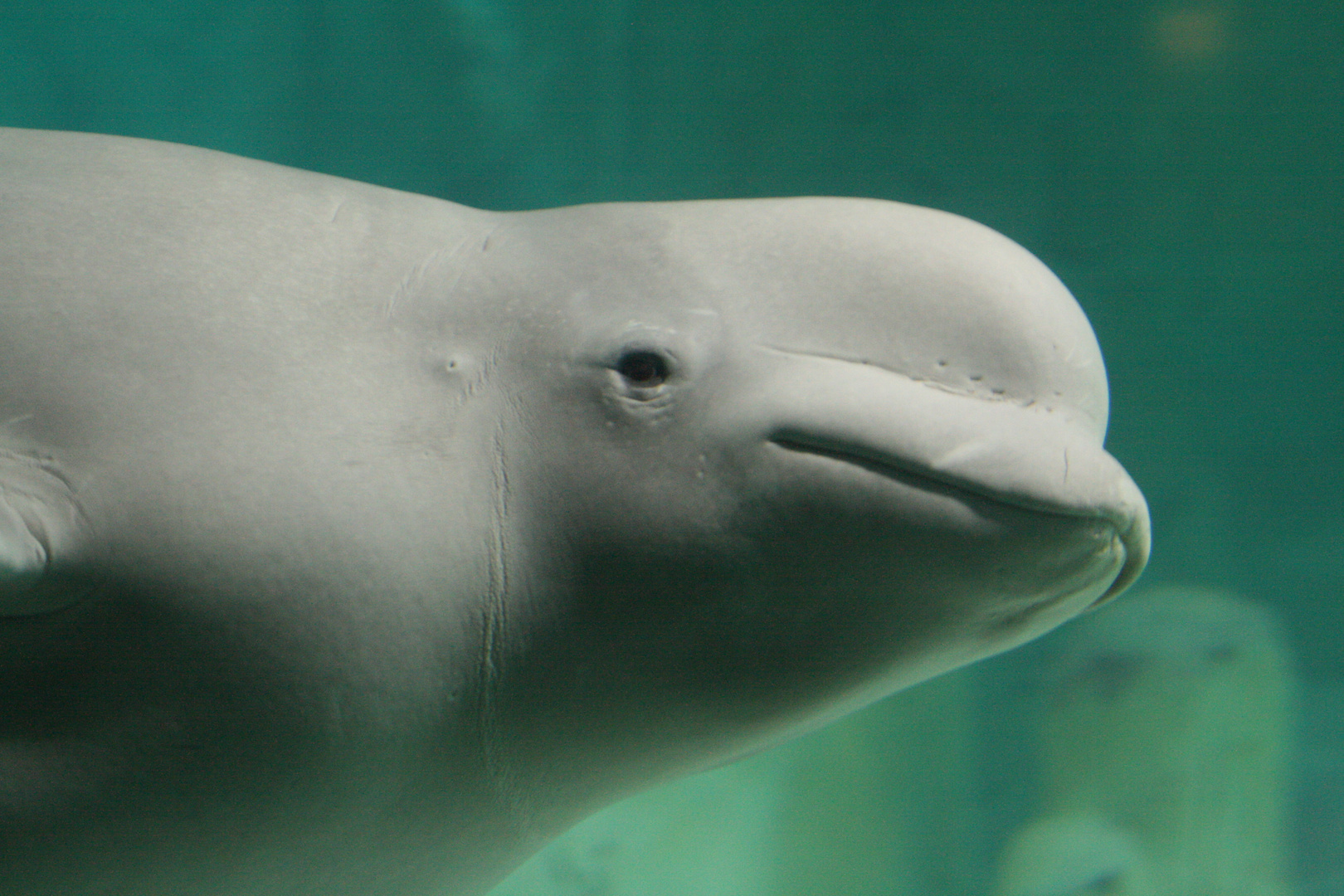 Beluga