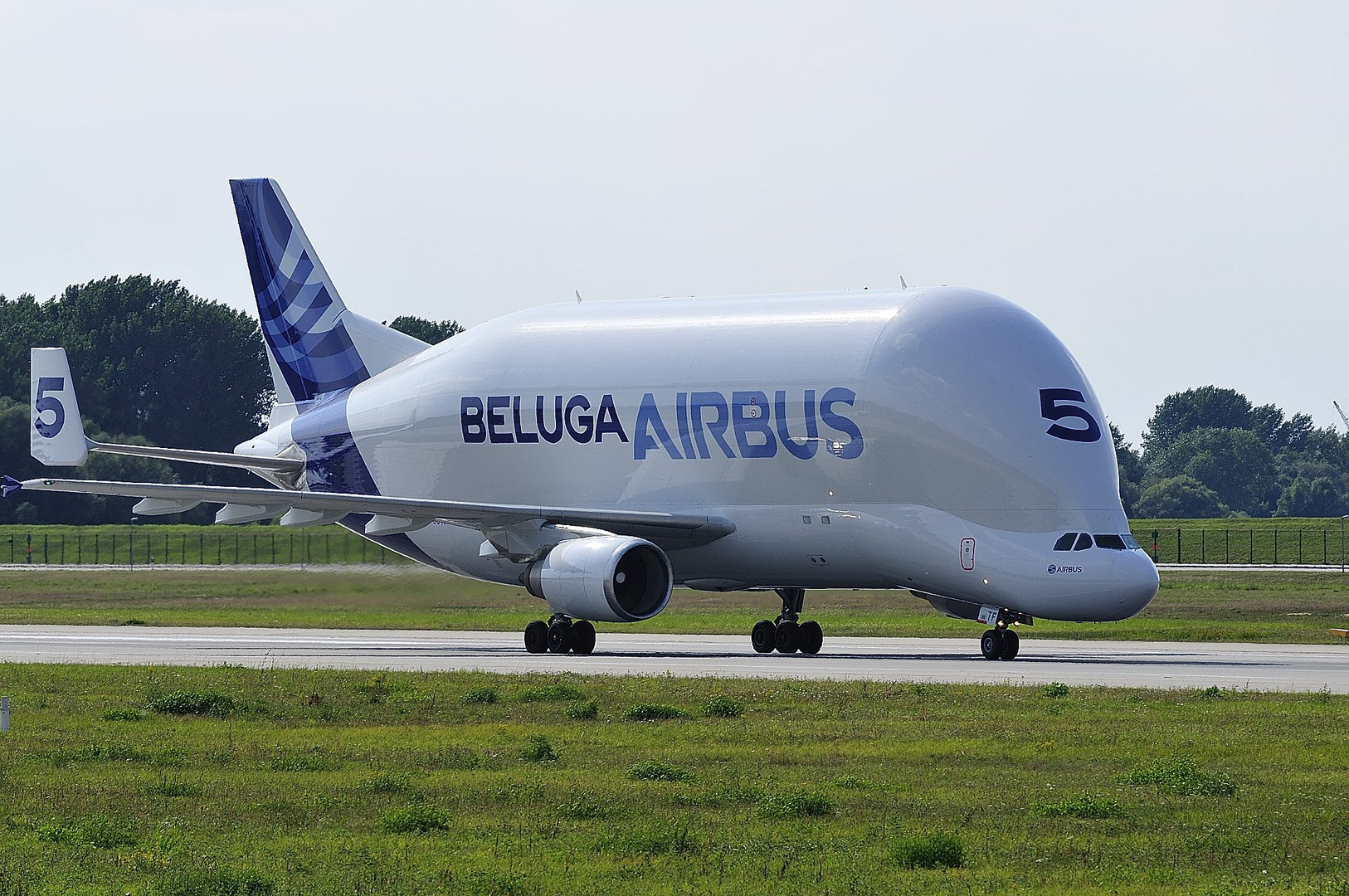 Beluga