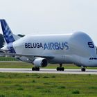 Beluga