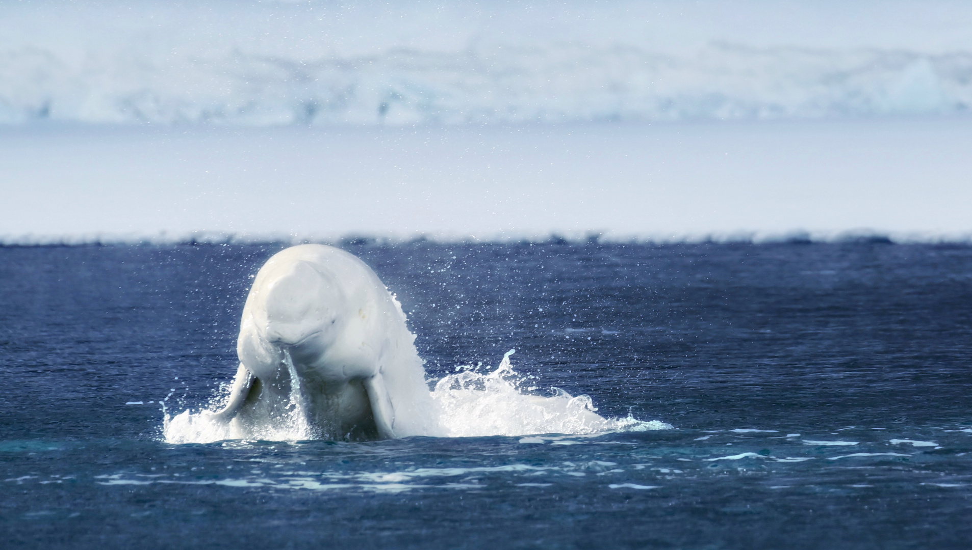 Beluga coming out