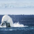 Beluga coming out