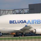 Beluga