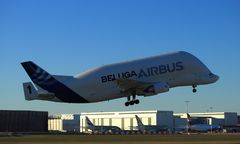 Beluga