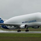 Beluga hebt ab