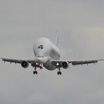 Beluga im Landeanflug