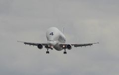 Beluga im Landeanflug