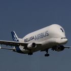 Beluga, im Landeanflug