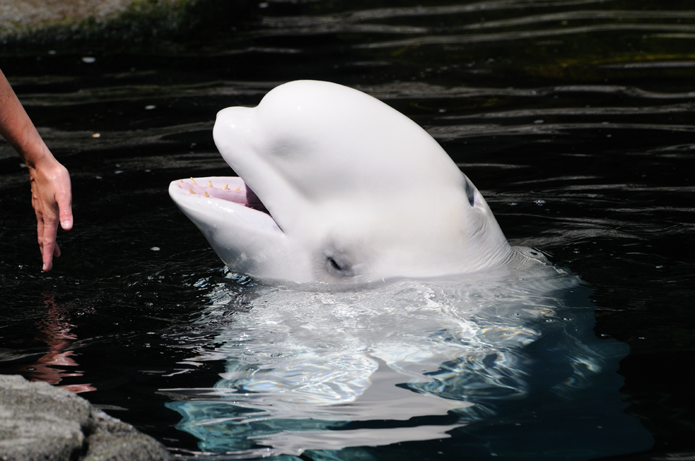 Beluga im Vancouver Aquarium