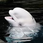 Beluga im Vancouver Aquarium