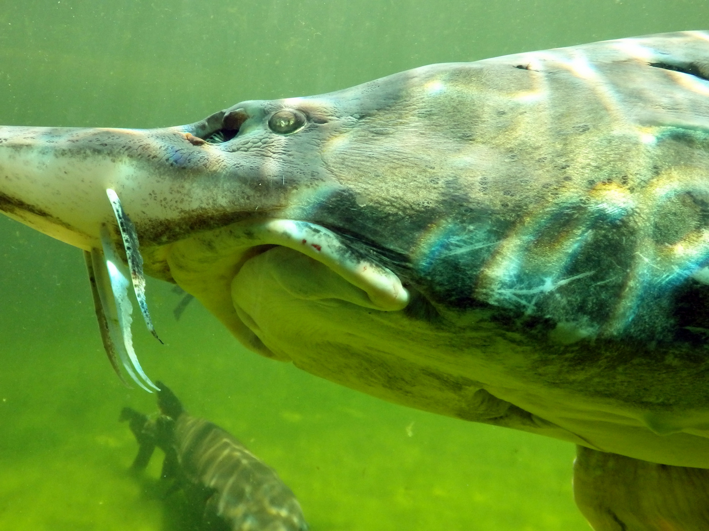 Beluga-Stör (Huso huso) - im Aquarium