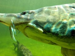 Beluga-Stör (Huso huso) - im Aquarium