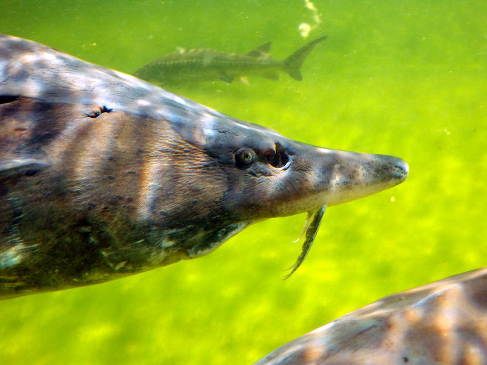 Beluga-Stör (Huso huso) - im Aquarium