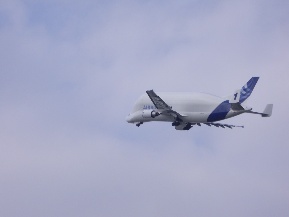 Beluga über Finkenwerder