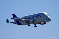 "Beluga" von Airbus