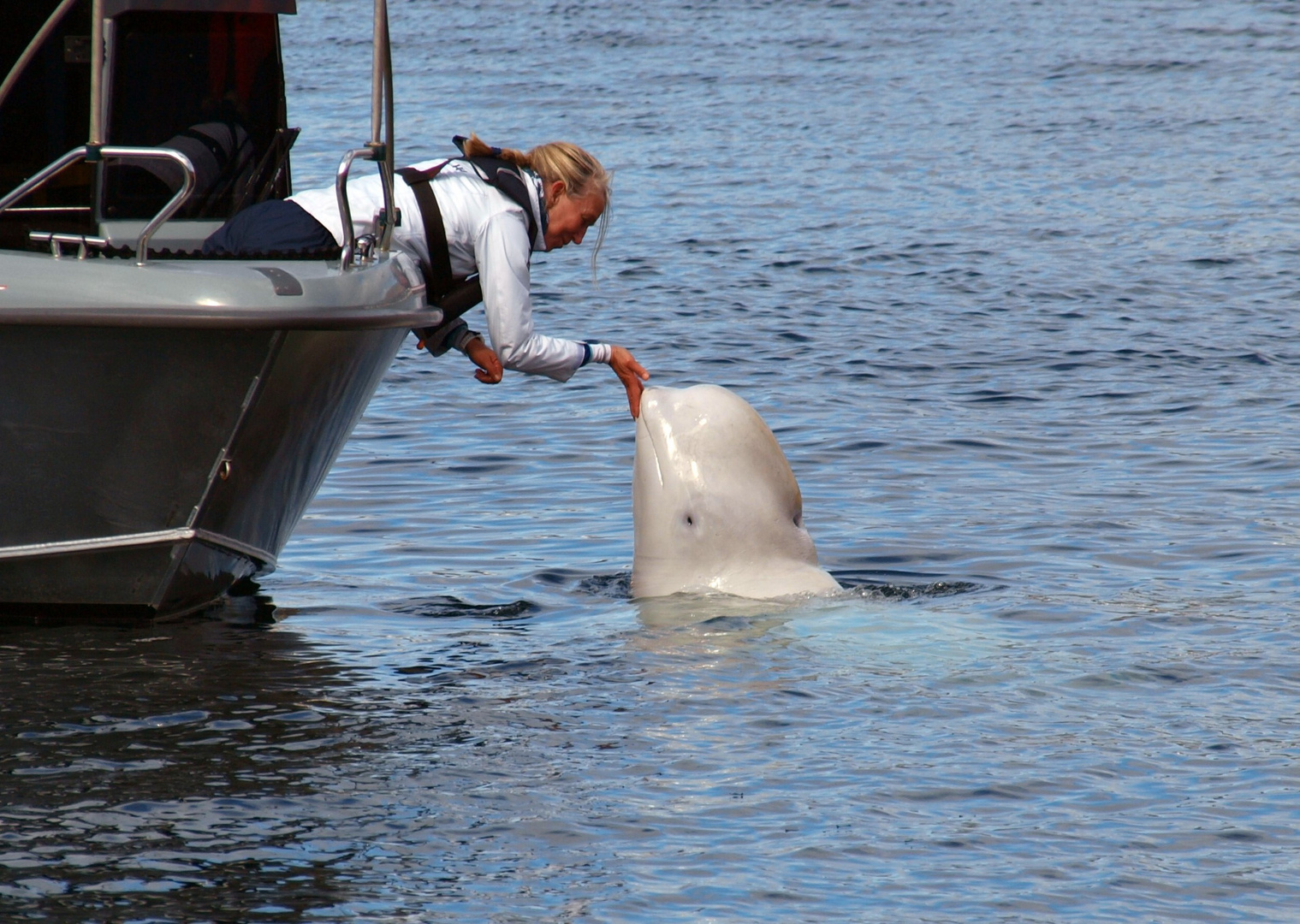 Beluga-Wal...