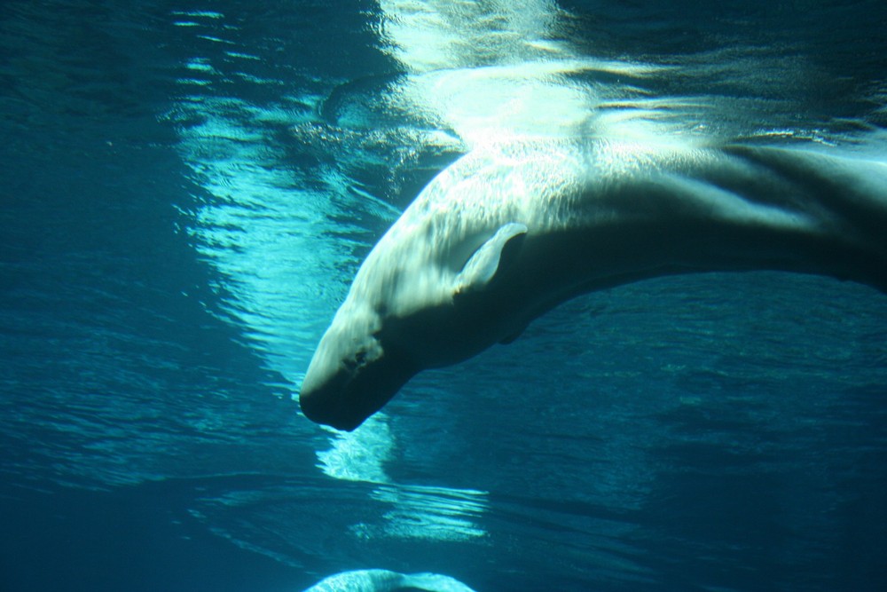 Beluga whale